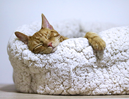 cat bed image